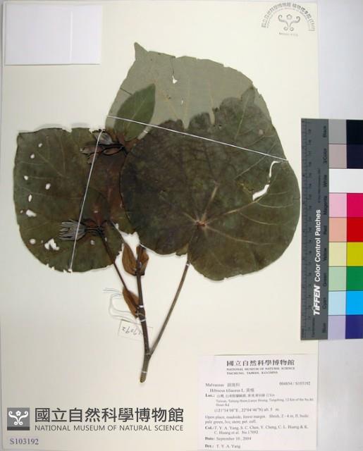 黃槿藏品圖，第1張