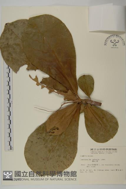 欖仁藏品圖，第1張