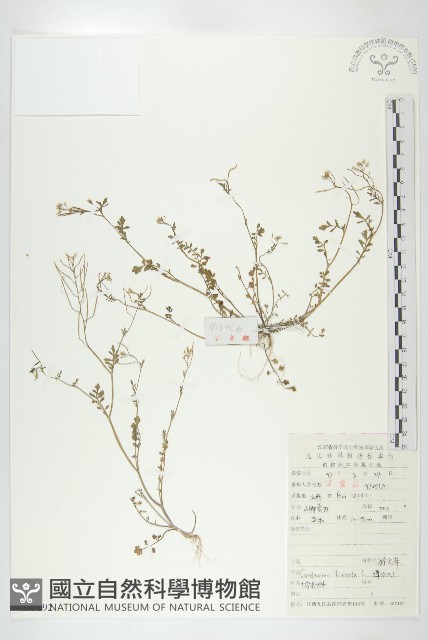 碎米薺藏品圖，第1張