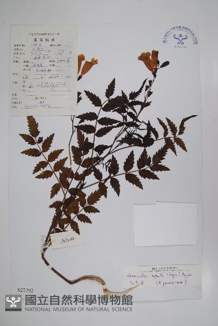 毛子草藏品圖，第1張