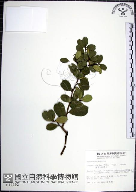 烏柑仔藏品圖，第1張