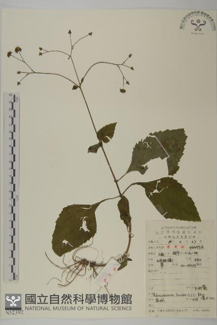 下田菊藏品圖，第1張