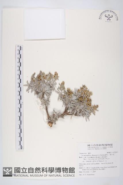 蘄艾、芙蓉菊藏品圖，第1張