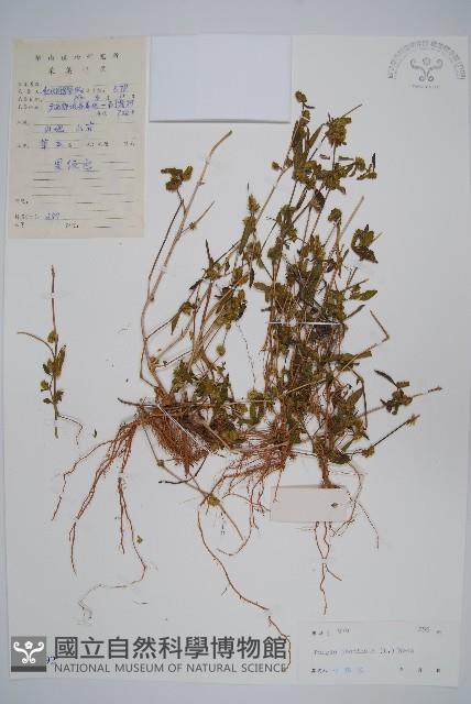 孩兒草藏品圖，第1張