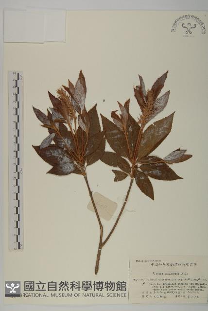 江南山柳藏品圖，第1張