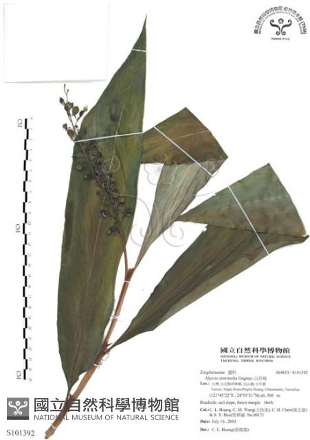 山月桃藏品圖，第1張