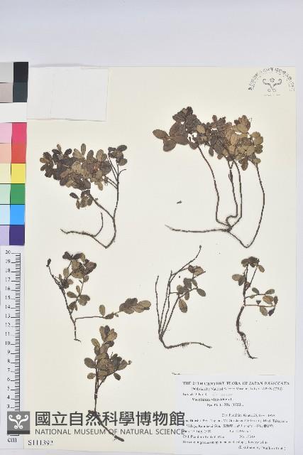 高山越橘藏品圖，第1張