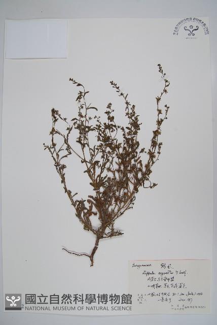 勿忘草狀鶴蝨藏品圖，第1張