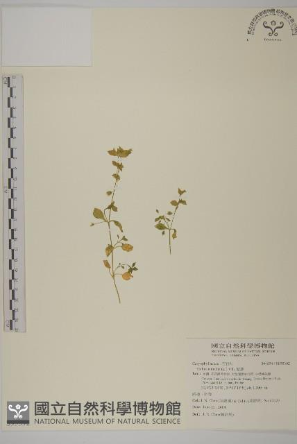 繁縷藏品圖，第1張