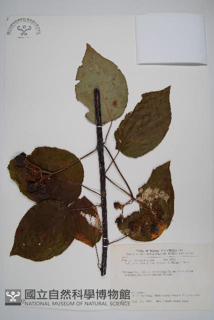 闊葉獼猴桃藏品圖，第1張