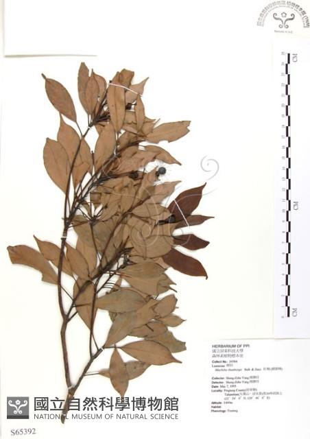 豬腳楠藏品圖，第1張