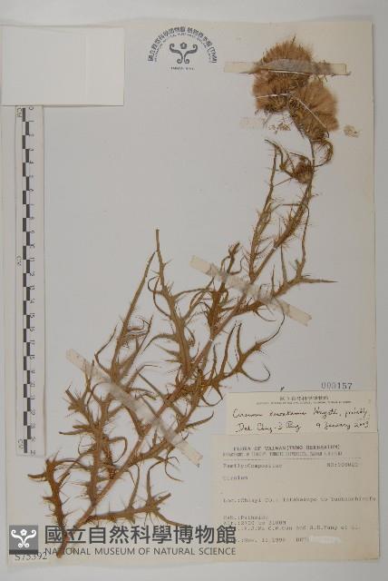 塔塔加薊藏品圖，第1張