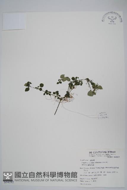 蘭嵌馬藍藏品圖，第1張