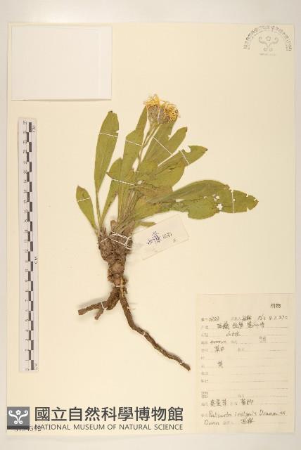 臭蚤草藏品圖，第1張