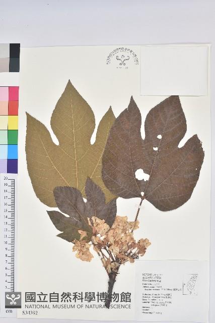 廣東油桐、皺桐藏品圖，第1張