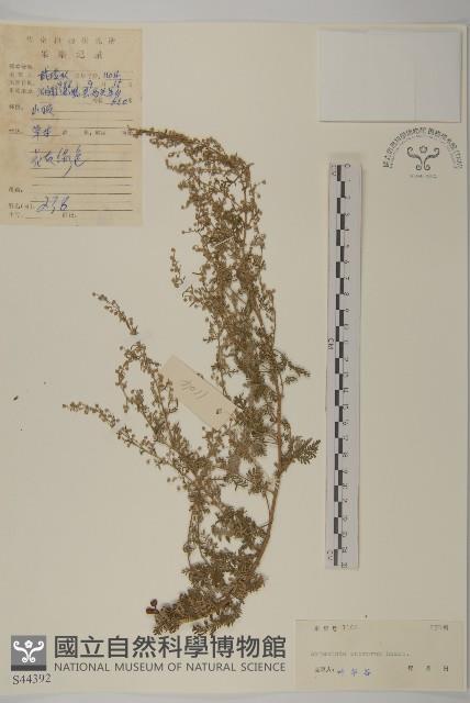 僧蒿藏品圖，第1張