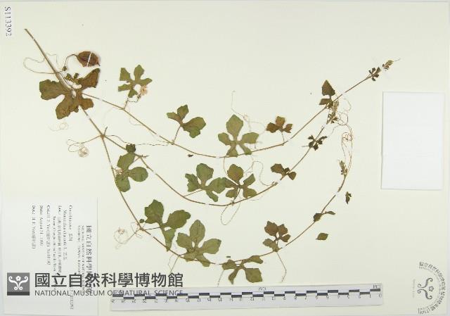 苦瓜藏品圖，第1張