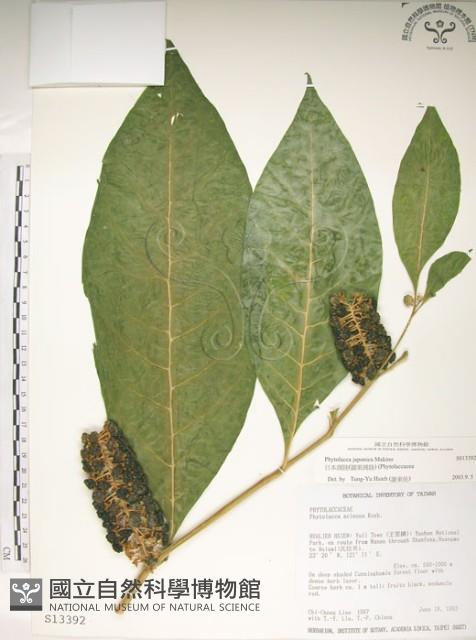 日本商陸、圓果商陸藏品圖，第1張