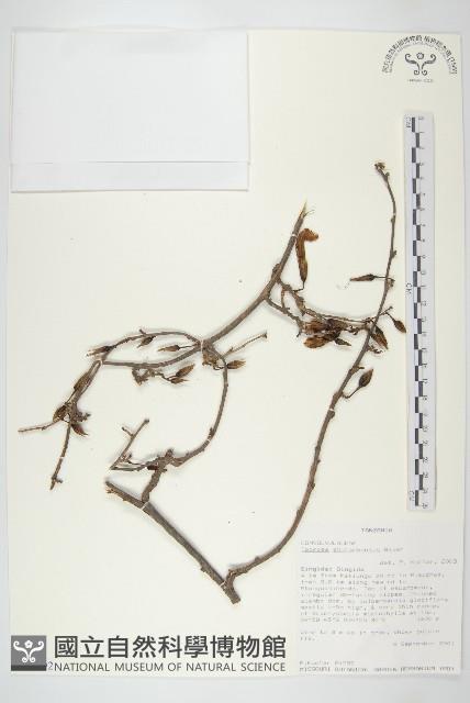 登錄號:S093392藏品圖，第1張