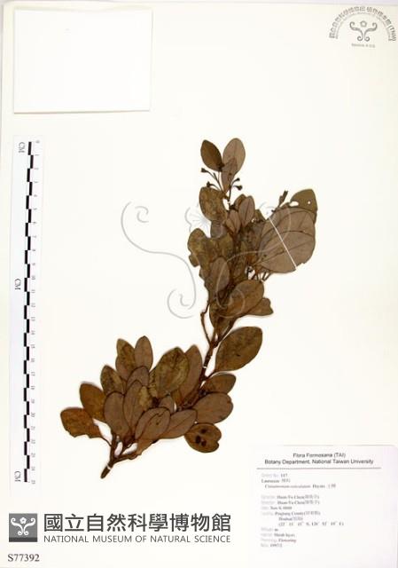 土樟藏品圖，第1張