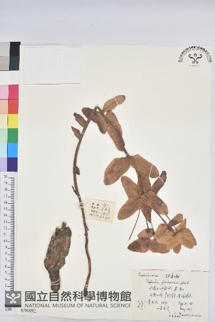 狼毒大戟藏品圖，第1張