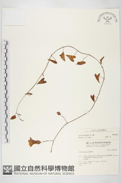 海牽牛藏品圖，第1張