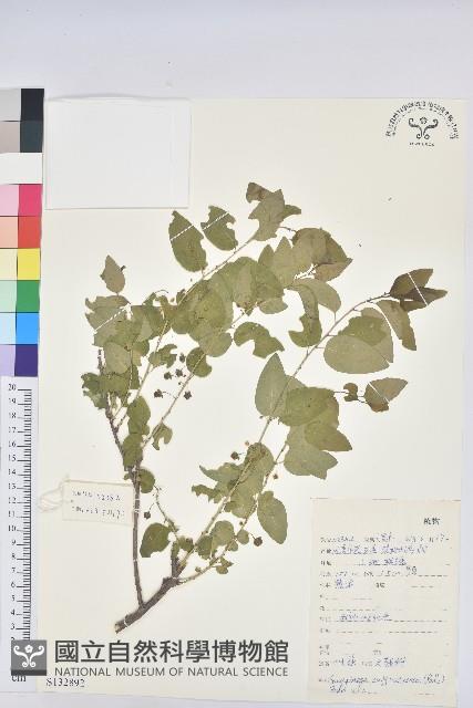 葉底珠、市蔥密花葉底珠藏品圖，第1張