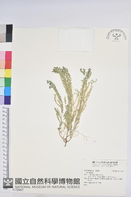 登錄號:S172892藏品圖，第1張