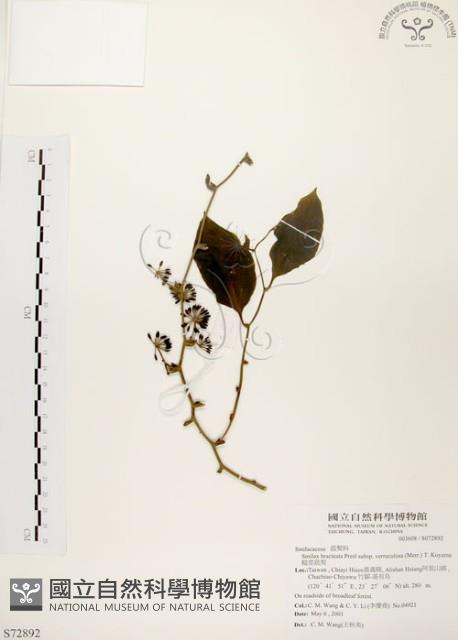 糙莖菝契藏品圖，第1張