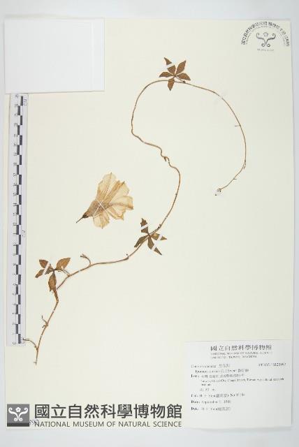 番仔藤藏品圖，第1張