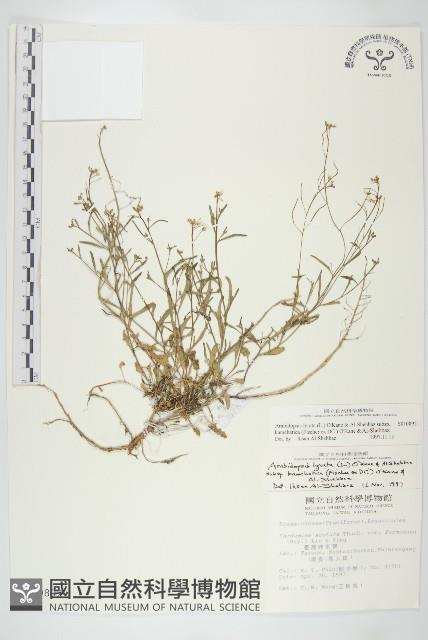 玉山筷子芥藏品圖，第1張