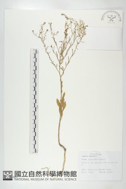 獨行菜藏品圖，第1張