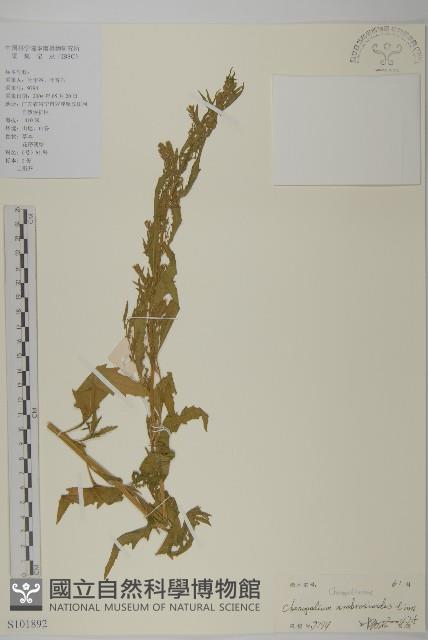 臭杏、土荊芥藏品圖，第1張
