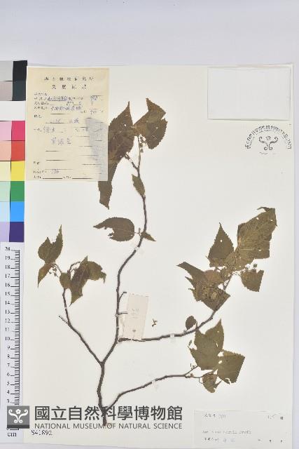 卵葉鐵莧菜藏品圖，第1張