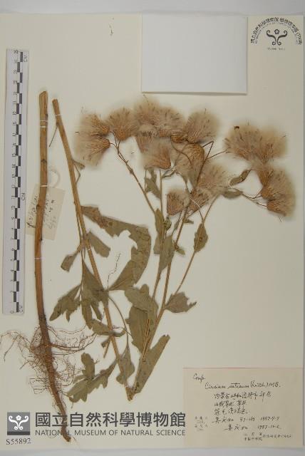 大刺兒菜藏品圖，第1張