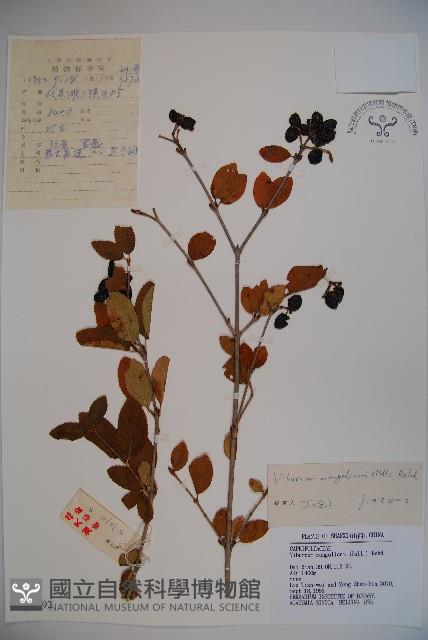 蒙古莢迷藏品圖，第1張