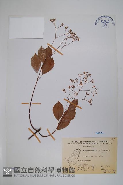 酸藤藏品圖，第1張