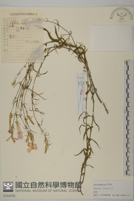 石竹、洛陽花、剪絨花藏品圖，第1張