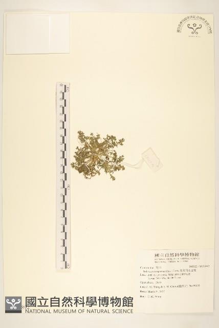 翅果假吐金菊藏品圖，第1張