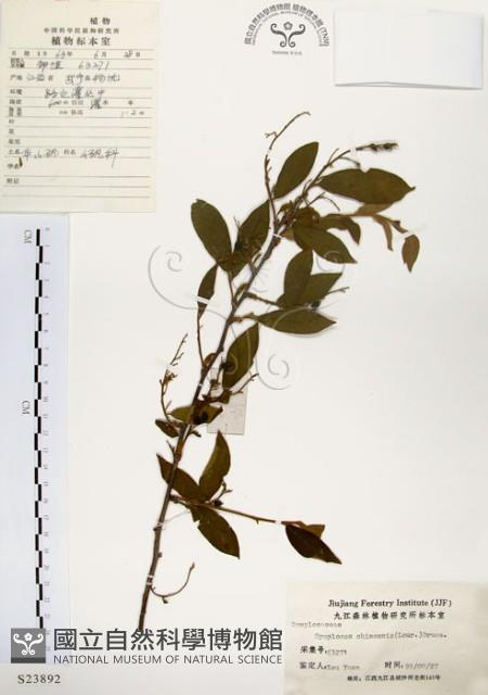 灰木藏品圖，第1張