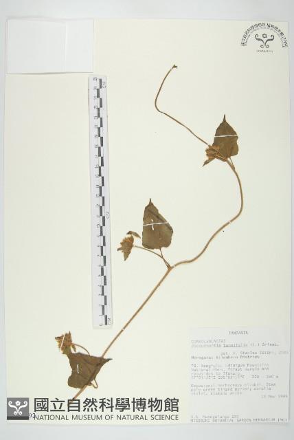 長梗毛娥房藤藏品圖，第1張