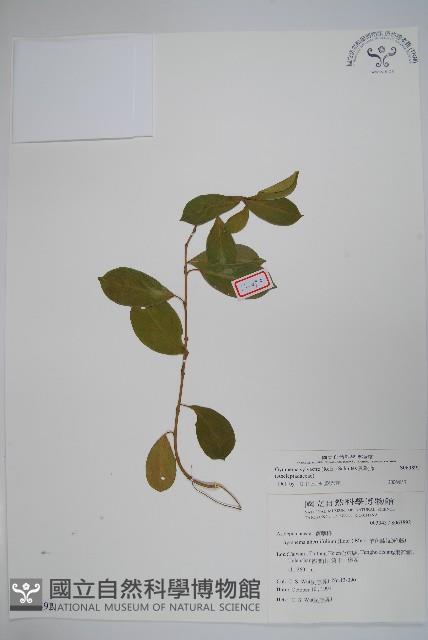 武靴藤藏品圖，第1張