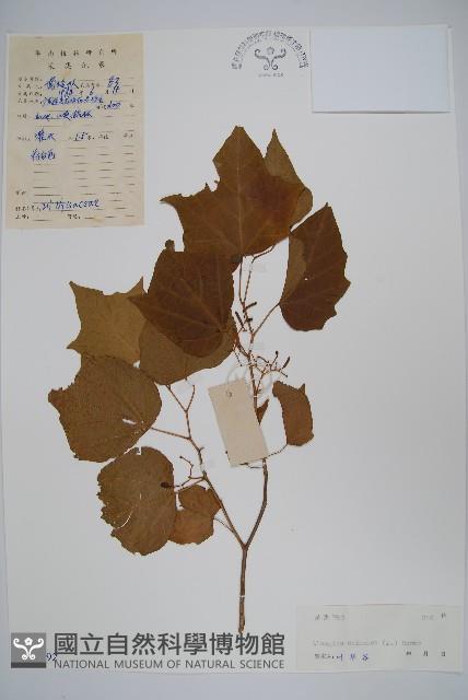 八角楓藏品圖，第1張