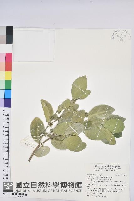 白樹仔藏品圖，第1張