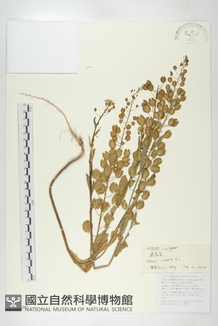 凹果菥蓂、遏藍菜藏品圖，第1張