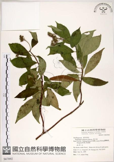 華八仙藏品圖，第1張