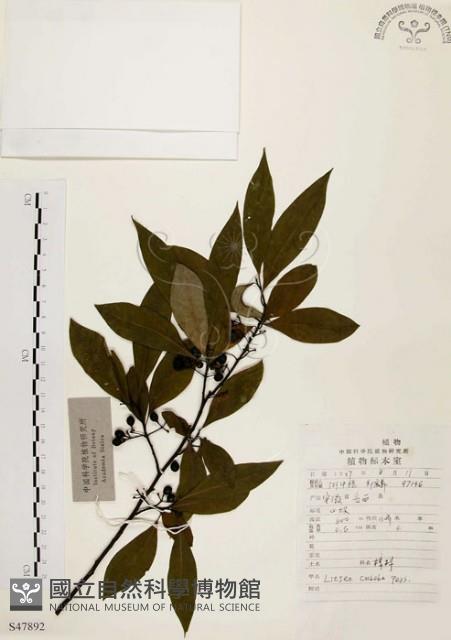 山胡椒藏品圖，第1張