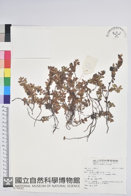 登錄號:S136992藏品圖，第1張