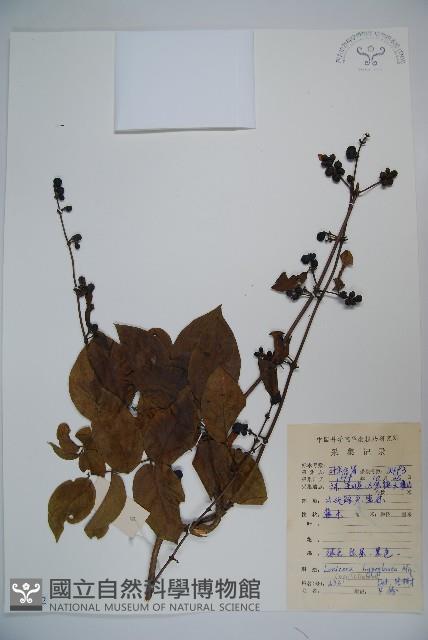 裡白忍冬、紅腺忍冬藏品圖，第1張