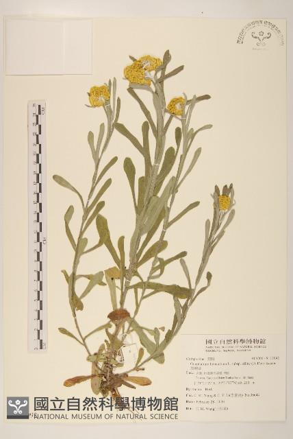 鼠麴草藏品圖，第1張